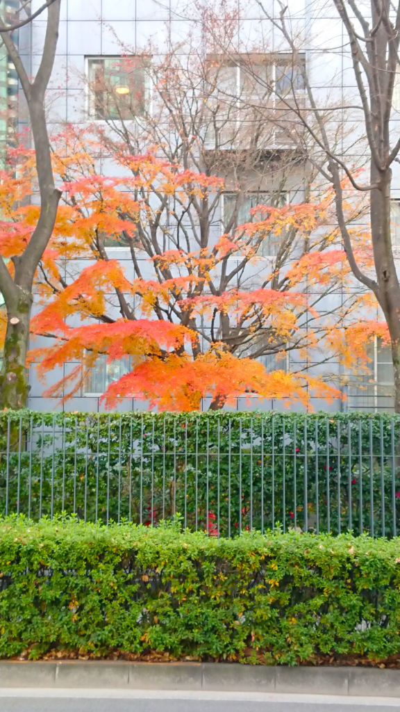 オーストラリア大使館の楓