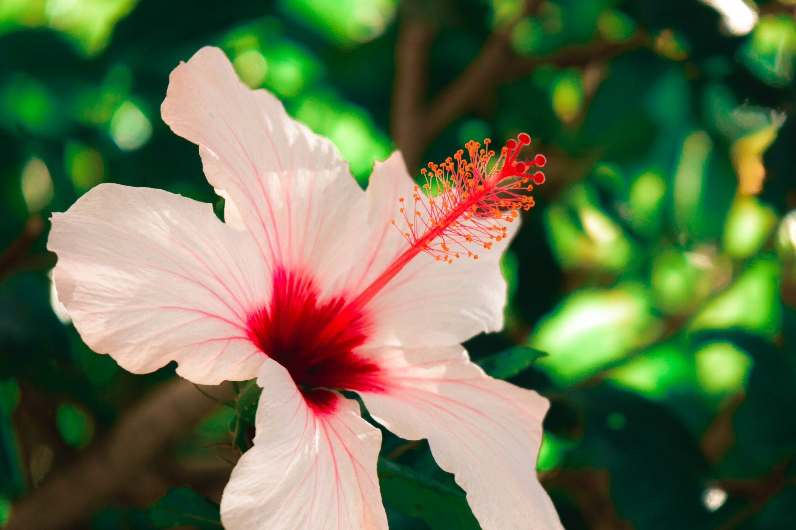 hibiscus-ハイビスカス